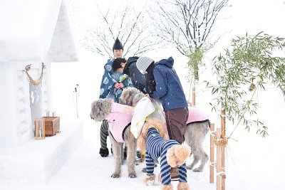 個別犬っこお祓い